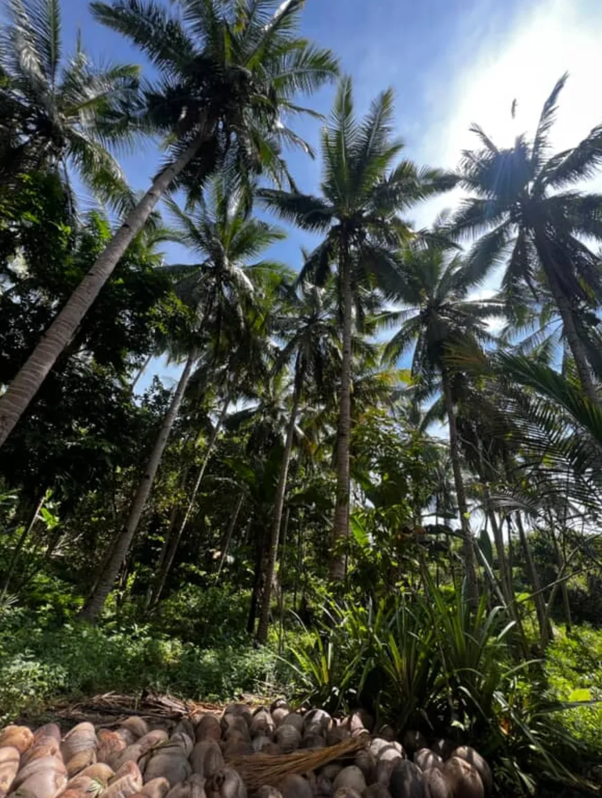 Harvested coconuts beneath palm trees in Adonara