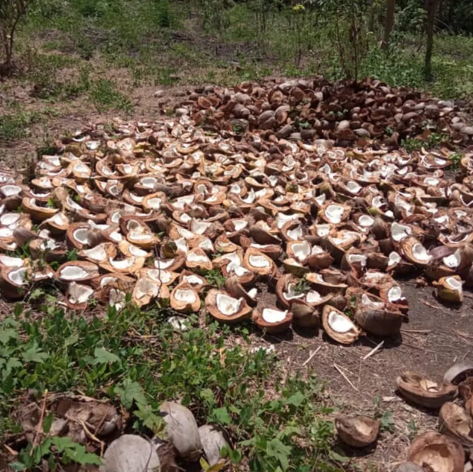 A large pile of coconut shells and byproducts
